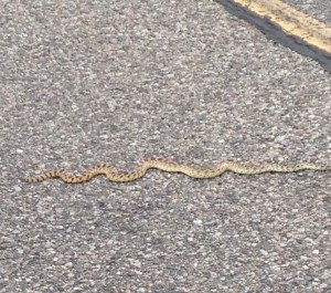 Snake in the Road