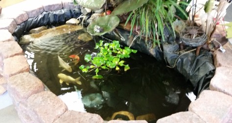 A little Koi Pond